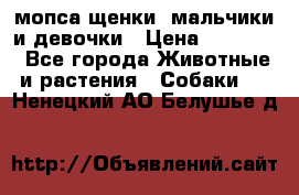 мопса щенки -мальчики и девочки › Цена ­ 25 000 - Все города Животные и растения » Собаки   . Ненецкий АО,Белушье д.